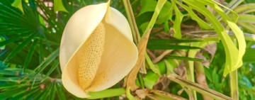 Monstera deliciosa, sorprendente infiorescenza