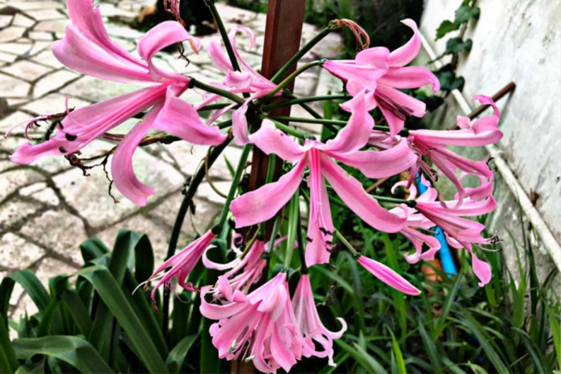 Nerine, nuvole rosa 