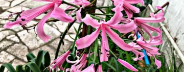 Nerine, nuvole rosa 