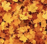 Novembre, come foglie il Natale