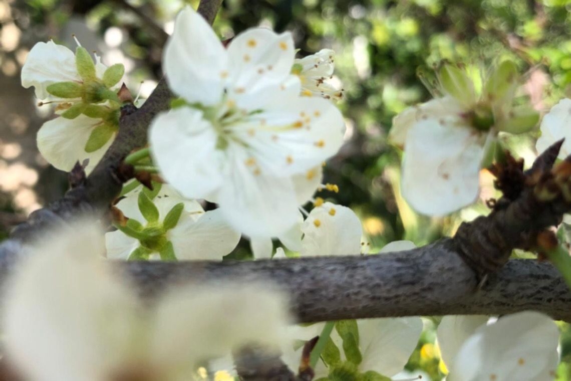 Primavera nei giardini incantati