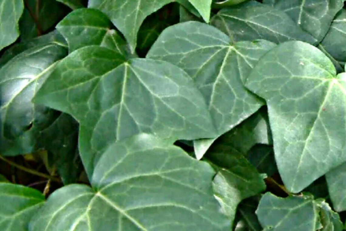 Un tetto di foglie d’edera