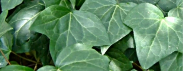 Un tetto di foglie d’edera
