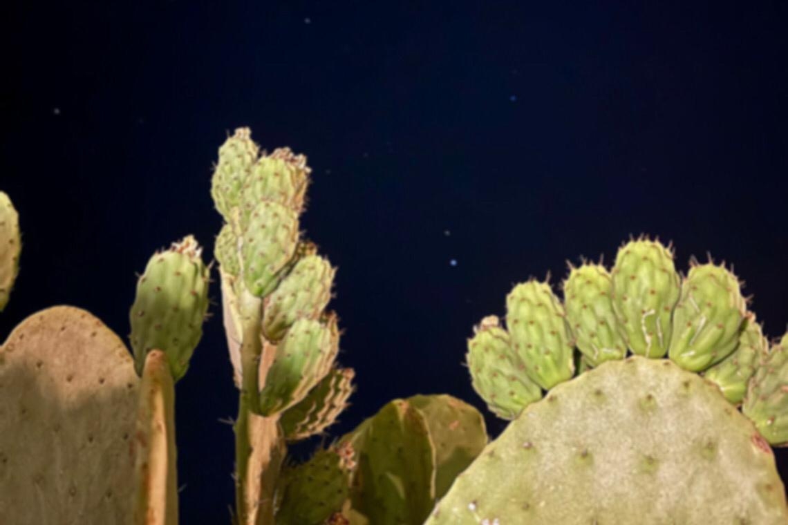 Nelle terre desolate, l’avventrice e la gazza