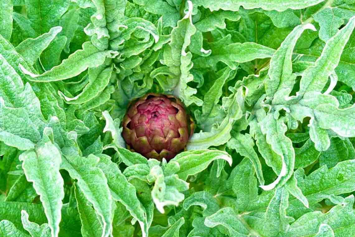 Carciofo, il coraggio di crescere