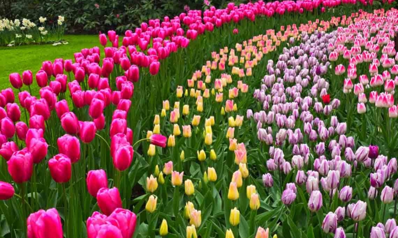 Sulla strada dei tulipani