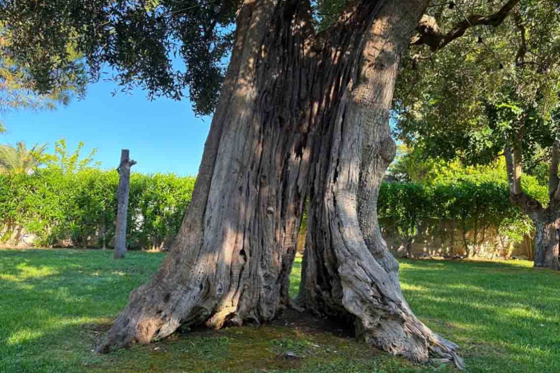 All’ombra di un olivo
