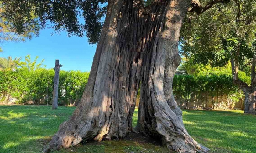 All’ombra di un olivo