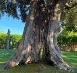 All’ombra di un olivo