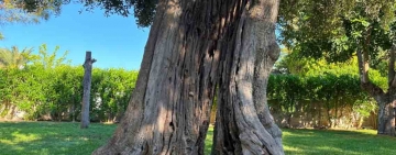 All’ombra di un olivo
