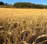 Spighe, canto e movimento