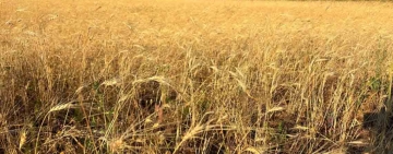 Spighe, canto e movimento