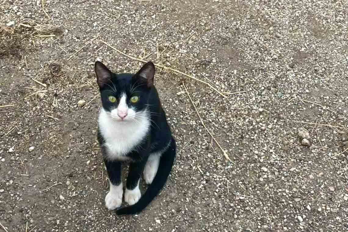 La ragazza che voleva un gatto ma non poteva averlo
