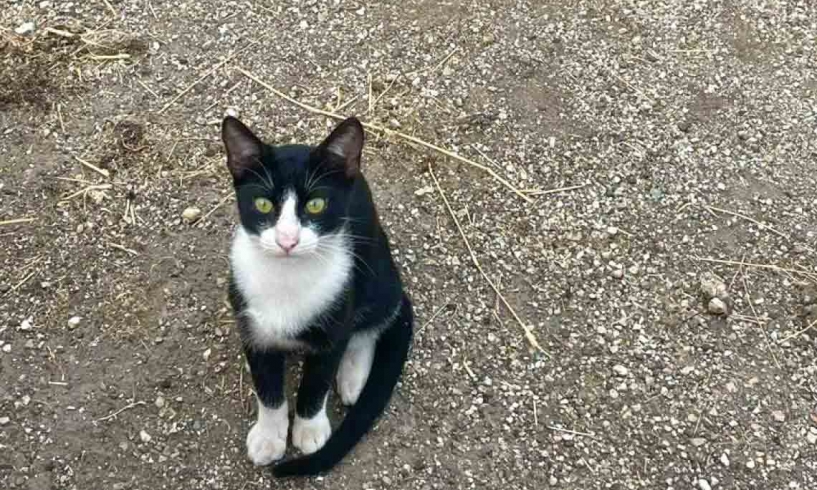 La ragazza che voleva un gatto ma non poteva averlo