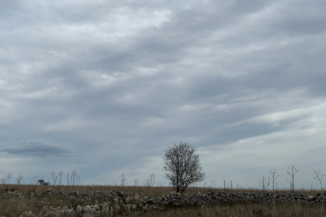 L’albero solitario