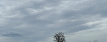 L’albero solitario