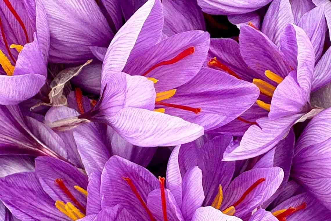 Zafferano, luce nel buio