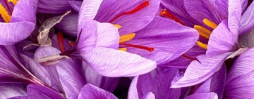 Zafferano, luce nel buio