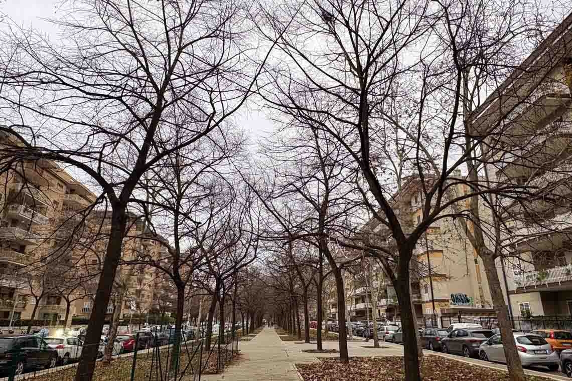 Alberi, intrecci e ricordi