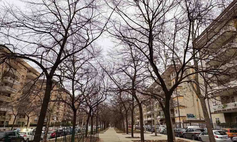 Alberi, intrecci e ricordi