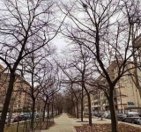 Alberi, intrecci e ricordi