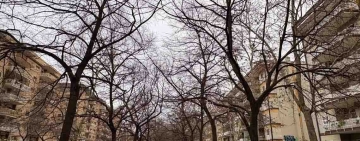 Alberi, intrecci e ricordi