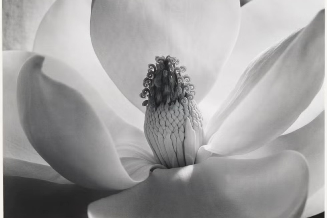 Vedere come nessuno ha mai fatto, Imogen Cunningham