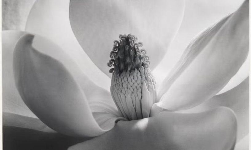 Vedere come nessuno ha mai fatto, Imogen Cunningham