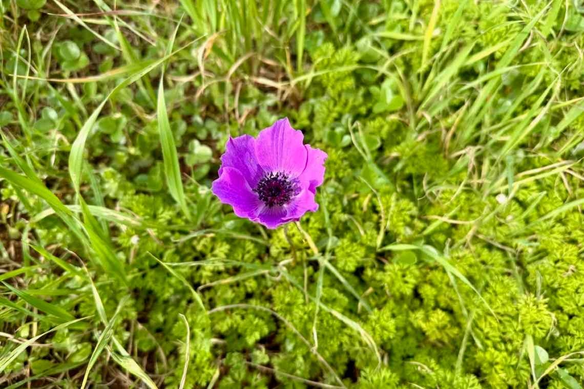 Anemone, viola magia