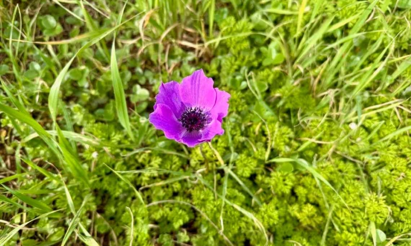Anemone, viola magia