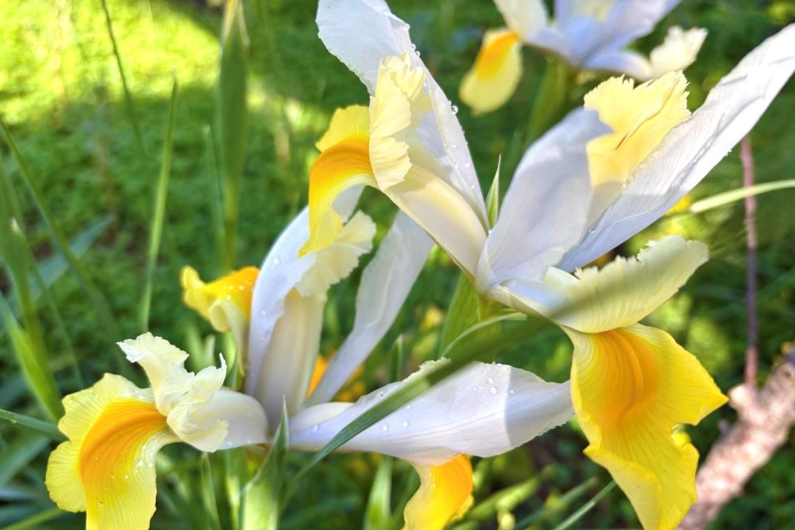 Febbraio, è primavera