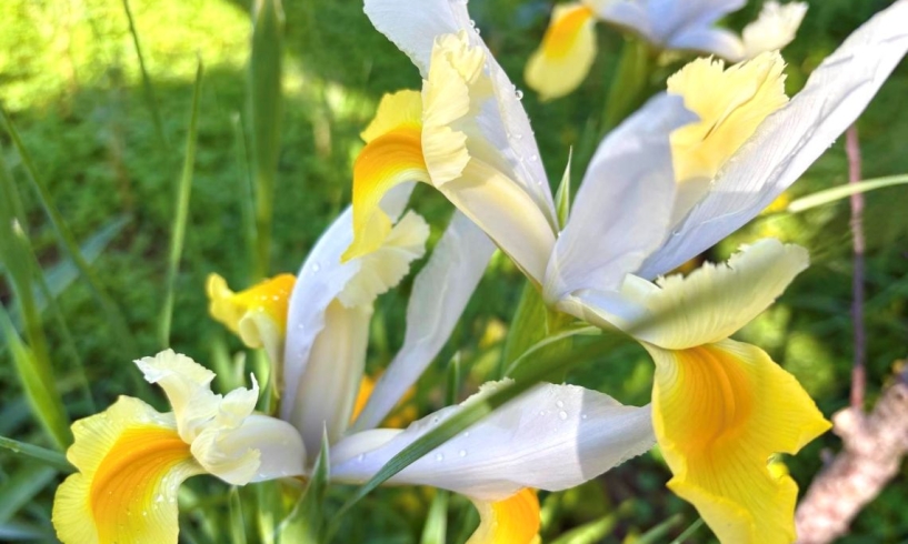 Febbraio, è primavera