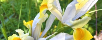 Febbraio, è primavera