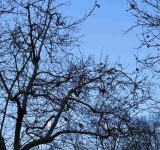 Angela Baraldi, intimo concerto tra terra e cosmo