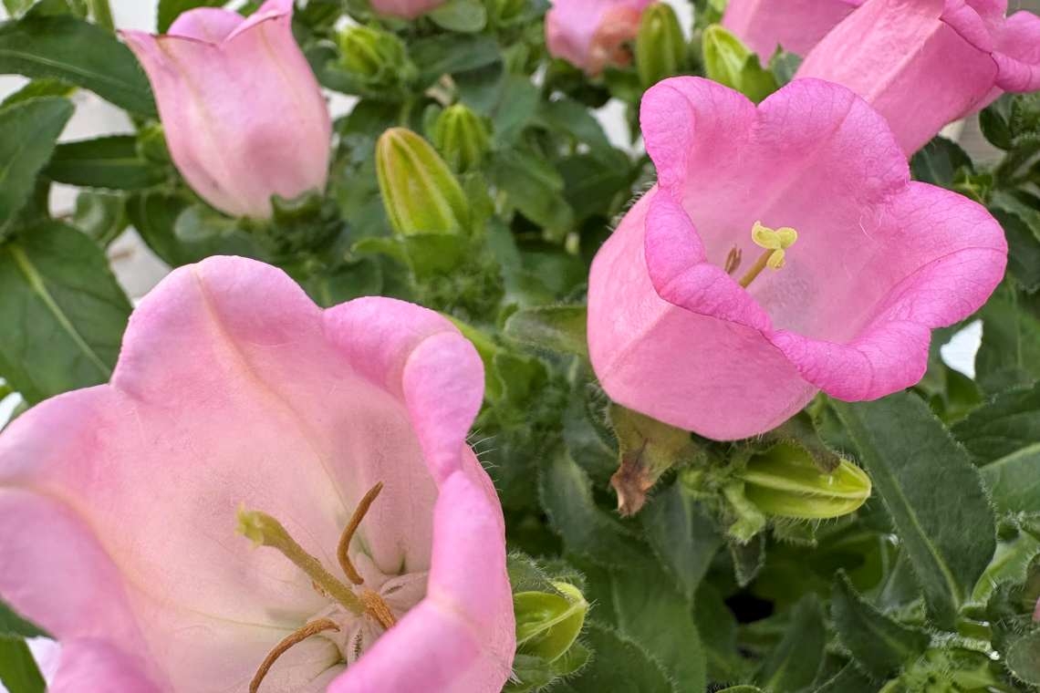 L’ape e la campanula