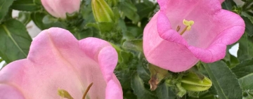 L’ape e la campanula