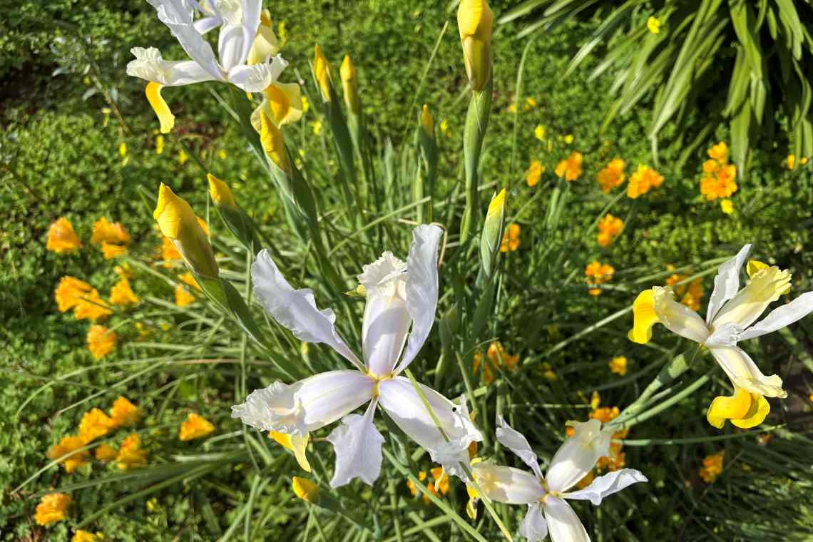 Come fuoco d’artificio nel verde