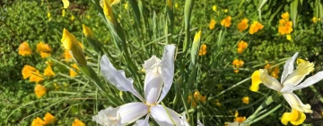 Come fuoco d’artificio nel verde