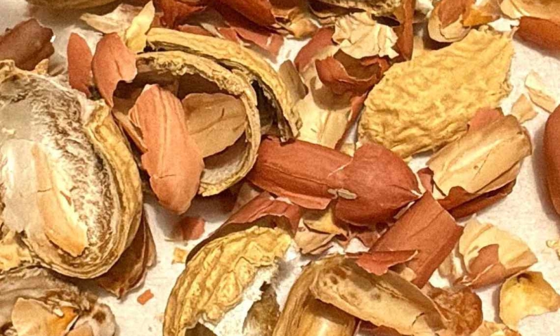 Quel che resta di un’arachide