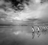 Isabel Allende, La città delle bestie