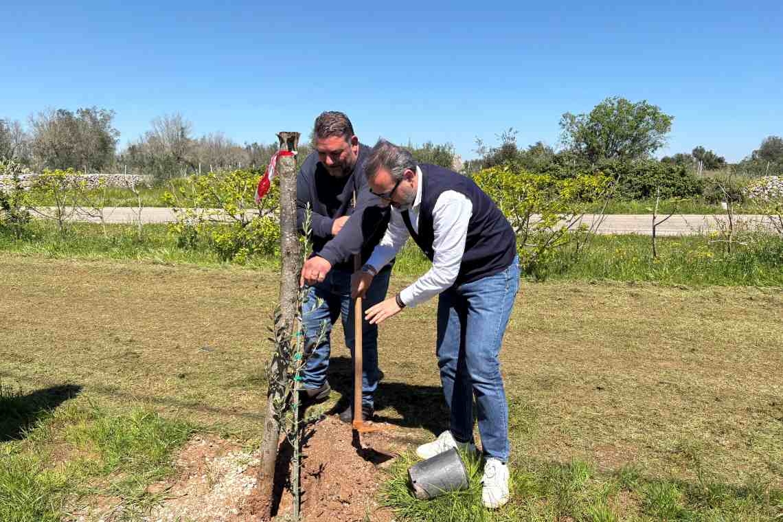 Un olivo, una rinascita