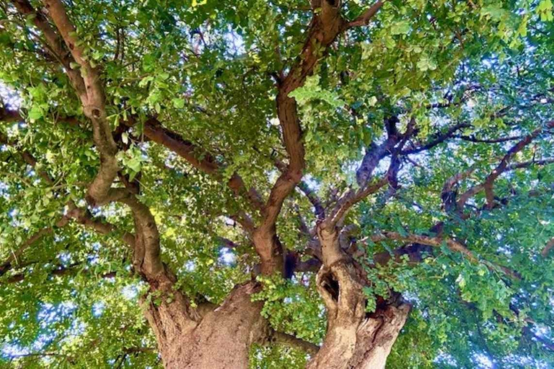 Tremante al sole d’estate come un carrubo