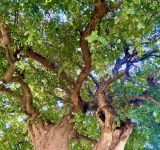 La bambina pugile, Chandra Livia Candiani