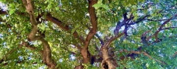 Tremante al sole d’estate come un carrubo