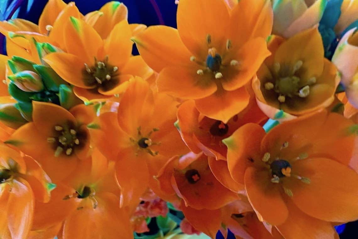 Il fiore nato da una stella