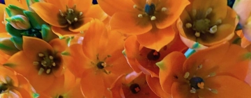 Il fiore nato da una stella