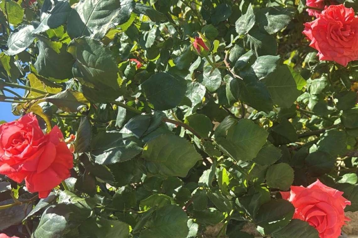 Un cespuglio di rose