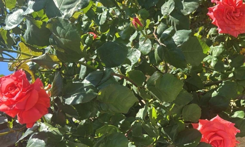 Un cespuglio di rose