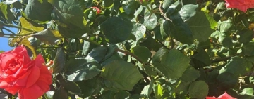 Un cespuglio di rose