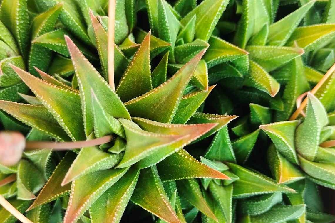 Il cespuglietto succulento 